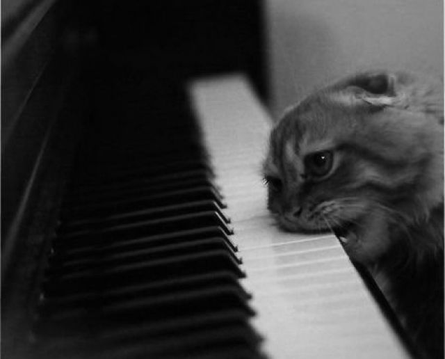 cat biting piano