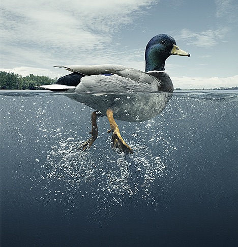 Duck paddling